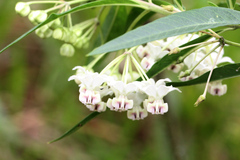 Gomphocarpus