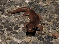 Ensatina eschscholtzii