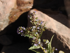 Veronica anagallis-aquatica anagallis-aquatica