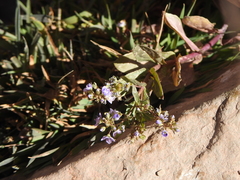 Veronica anagallis-aquatica anagallis-aquatica