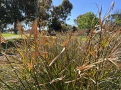 Cyperus vaginatus