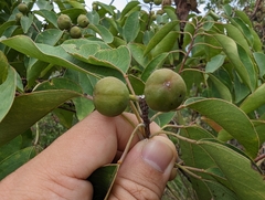 Triadica cochinchinensis