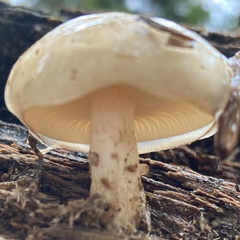 Pholiota lenta