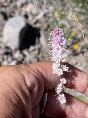 Boerhavia xantii