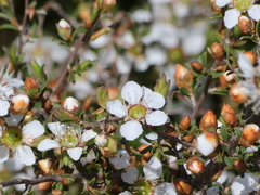 Leptospermum continentale