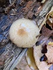Pholiota lenta