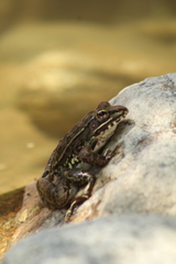 Lithobates magnaocularis