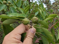Triadica cochinchinensis