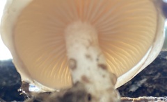Pholiota lenta