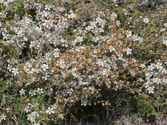Leptospermum continentale