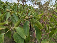 Triadica cochinchinensis