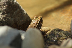 Lithobates magnaocularis