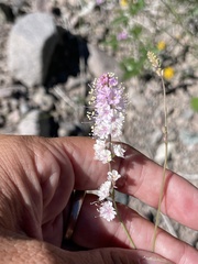 Boerhavia xantii