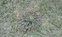 Ferocactus recurvus recurvus