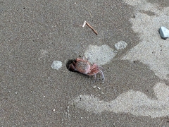 Ocypode gaudichaudii