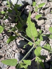 Boerhavia xantii