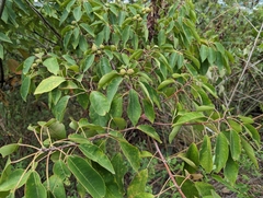 Triadica cochinchinensis