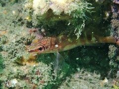 Hypoplectrodes maccullochi