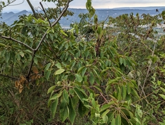 Triadica cochinchinensis