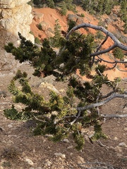 Pinus longaeva