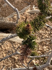 Pinus longaeva