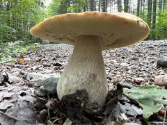 Boletus chippewaensis