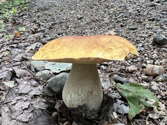 Boletus chippewaensis