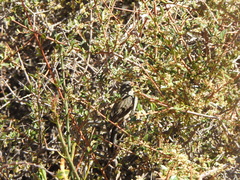 Catamenia