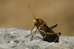 Taeniopoda picticornis