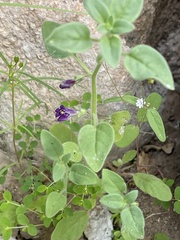 Pseudorontium cyathiferum