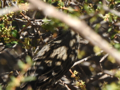 Catamenia