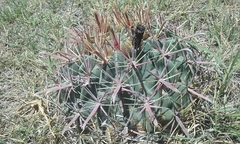Ferocactus recurvus recurvus