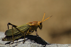 Taeniopoda picticornis