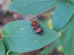 Enoclerus ichneumoneus