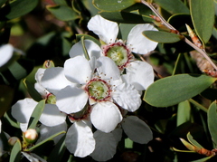 Leptospermum laevigatum
