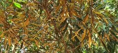 Grevillea baileyana