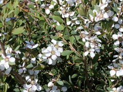 Leptospermum laevigatum