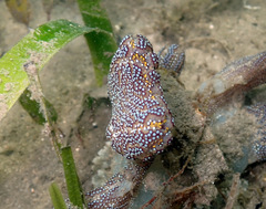Botrylloides magnicoecus