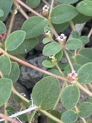 Euphorbia arizonica