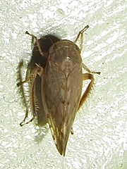 Acinopterus