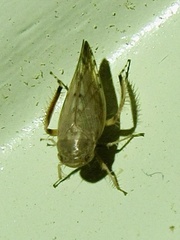 Acinopterus