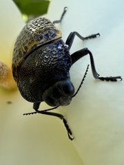 Stigmodera macularia