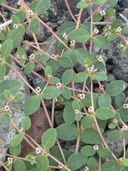 Euphorbia arizonica