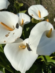 Stigmodera macularia