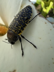 Stigmodera macularia