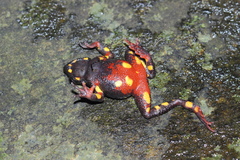 Blaira ornata