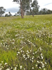Pimelea humilis