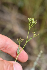 Bupleurum
