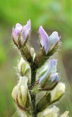 Oxytropis deflexa