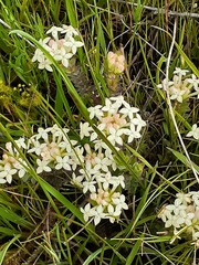 Pimelea humilis